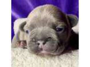 French Bulldog Puppy for sale in Wexford, PA, USA