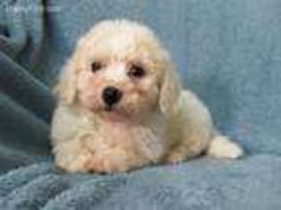 Bichon Frise Puppy for sale in Knoxville, IA, USA