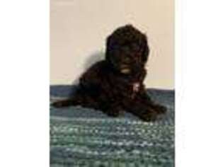 Labradoodle Puppy for sale in Akron, IN, USA