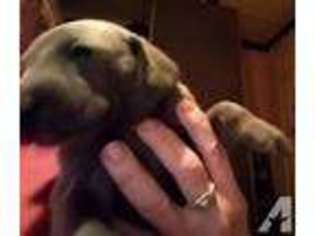 Weimaraner Puppy for sale in FORT LAWN, SC, USA