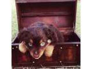 Australian Shepherd Puppy for sale in Norman, OK, USA
