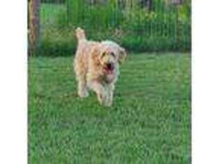 Goldendoodle Puppy for sale in Lancaster, SC, USA