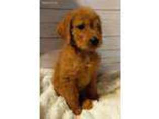 Labradoodle Puppy for sale in Grafton, WV, USA