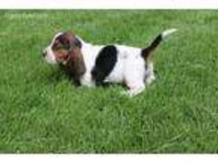 Basset Hound Puppy for sale in Alton, IA, USA