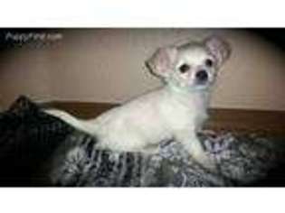 Chihuahua Puppy for sale in Rio Rancho, NM, USA