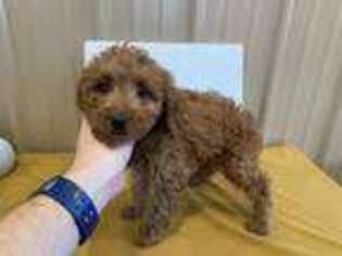 Goldendoodle Puppy for sale in Yorktown, IN, USA