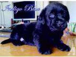 Labrador Retriever Puppy for sale in NORCO, CA, USA