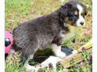 Australian Shepherd Puppy for sale in Cabool, MO, USA