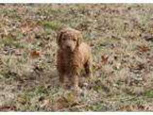 Goldendoodle Puppy for sale in Broken Arrow, OK, USA