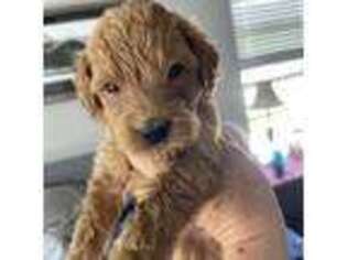 Goldendoodle Puppy for sale in Herriman, UT, USA