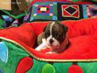 Boston Terrier Puppy for sale in Waxahachie, TX, USA