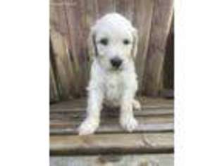 Goldendoodle Puppy for sale in Alabaster, AL, USA