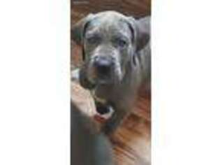 Great Dane Puppy for sale in White Hall, MD, USA