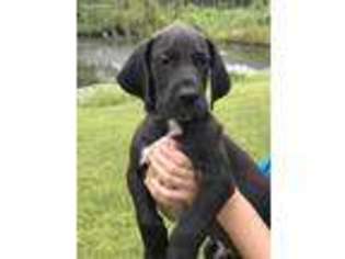 Great Dane Puppy for sale in Thomasville, AL, USA