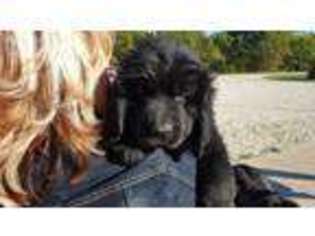 Newfoundland Puppy for sale in West Point, IA, USA