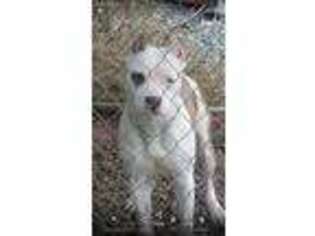 American Staffordshire Terrier Puppy for sale in Cana, VA, USA