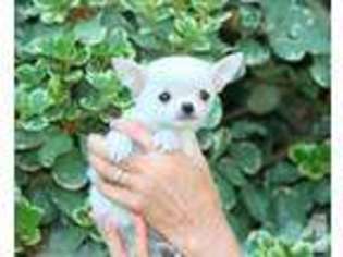 Chihuahua Puppy for sale in NORCO, CA, USA