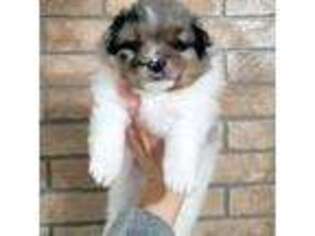 Pomeranian Puppy for sale in Mount Vernon, WA, USA