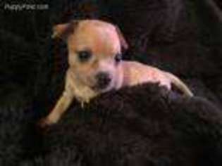 Chihuahua Puppy for sale in Charlottesville, VA, USA