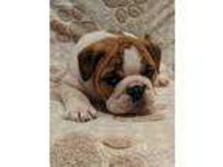Bulldog Puppy for sale in Pounding Mill, VA, USA