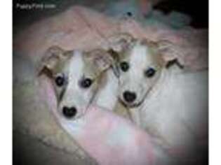 Whippet Puppy for sale in Cincinnati, OH, USA