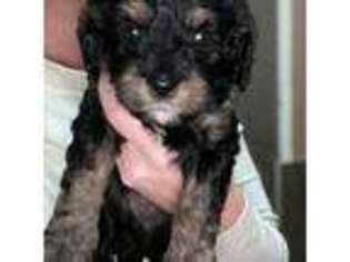 Cavapoo Puppy for sale in Bemidji, MN, USA