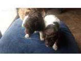 Border Collie Puppy for sale in Allendale, MI, USA