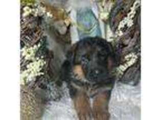 German Shepherd Dog Puppy for sale in Waterford, MI, USA