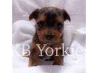 Yorkshire Terrier Puppy for sale in Saint Louis, MO, USA