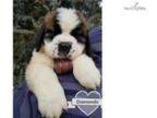 Mutt Puppy for sale in Fairbanks, AK, USA