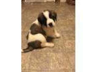 Saint Bernard Puppy for sale in Warrensburg, MO, USA