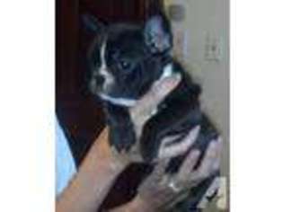 French Bulldog Puppy for sale in EFFINGHAM, IL, USA