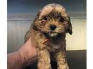 Shih-Poo Puppy for sale in Danville, NH, USA
