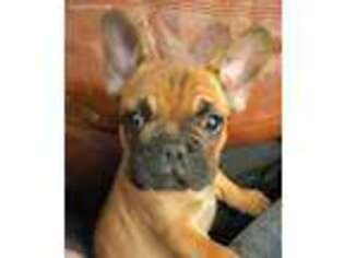 French Bulldog Puppy for sale in Akron, OH, USA