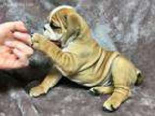 Bulldog Puppy for sale in Peachtree City, GA, USA