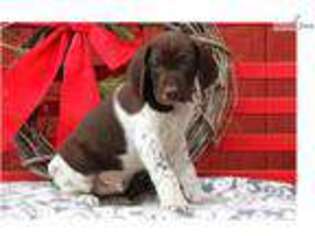 German Shorthaired Pointer Puppy for sale in Lancaster, PA, USA