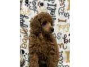Mutt Puppy for sale in Cedar, MN, USA