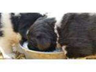Newfoundland Puppy for sale in Colville, WA, USA