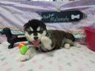 Alaskan Malamute Puppy for sale in Neosho, MO, USA