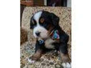 Bernese Mountain Dog Puppy for sale in Brandon, SD, USA