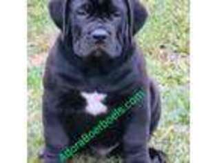 Boerboel Puppy for sale in Machesney Park, IL, USA