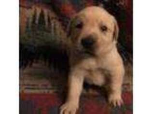 Labrador Retriever Puppy for sale in Arlington, WA, USA