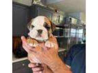 Bulldog Puppy for sale in Stuart, FL, USA