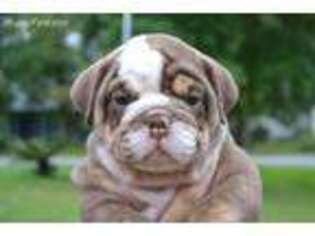 Bulldog Puppy for sale in Woodbine, GA, USA