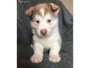 Alaskan Malamute Puppy for sale in North Lewisburg, OH, USA