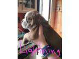 Olde English Bulldogge Puppy for sale in Confluence, PA, USA