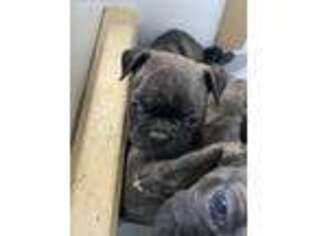 French Bulldog Puppy for sale in Olathe, CO, USA