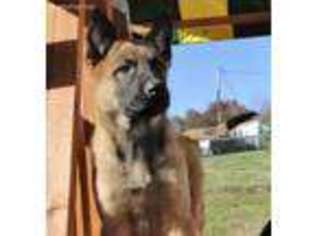 Belgian Malinois Puppy for sale in Liberty, SC, USA