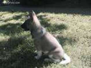 Akita Puppy for sale in Licking, MO, USA