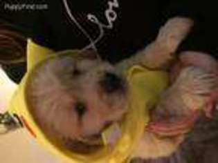 Golden Retriever Puppy for sale in Waterbury, VT, USA